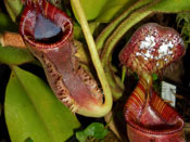 Nepenthes lowii