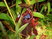 Nepenthes lowii