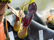 Nepenthes lowii