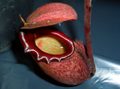 Nepenthes rajah