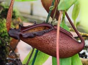 Nepenthes rajah