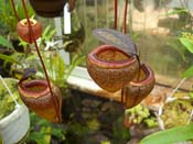 Nepenthes tenuis