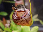 Nepenthes tenuis