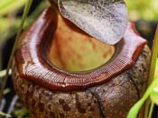 Nepenthes tenuis