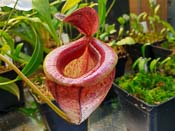 Nepenthes tenuis