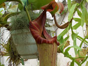 Nepenthes truncata