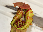 Nepenthes truncata