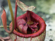 Nepenthes