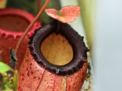 Nepenthes