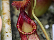 Nepenthes