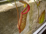 Nepenthes