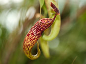 Nepenthes