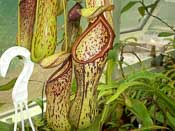 Nepenthes