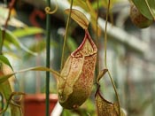 Nepenthes