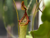 Nepenthes