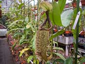 Nepenthes