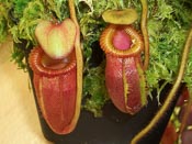 Nepenthes villosa