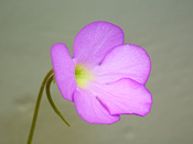 Pinguicula x Apasionada (= gigantea var. alba x moctezumae)