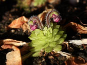 Pinguicula crassifolia