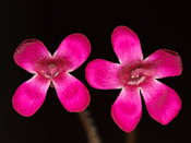 Pinguicula crassifolia