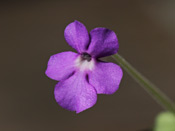 Pinguicula cyclosecta