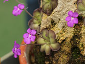 Pinguicula cyclosecta