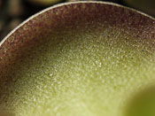 Pinguicula cyclosecta