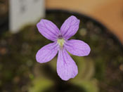 Pinguicula cyclosecta x emarginata