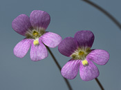 Pinguicula debbertiana - Blüten