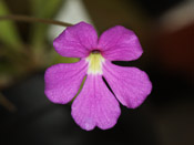 Pinguicula emarginata x moctezumae