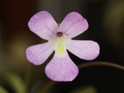 Pinguicula gracilis x moctezumae