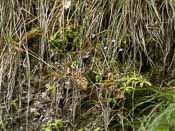 Pinguicula vulgaris var. gypsophila