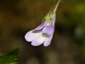 Pinguicula vulgaris var. gypsophila