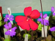 Pinguicula laueana