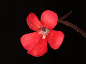 Pinguicula laueana