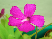 Pinguicula laueana x moctezumae (= x Encantada)