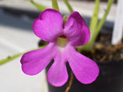 Pinguicula moctezumae