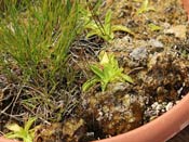 Pinguicula vulgaris