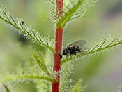 Roridula dentata