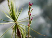 Roridula gorgonias