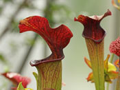 Sarracenia alata