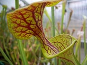 Sarracenia flava var. ornata