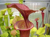 Sarracenia flava var. atropurpurea