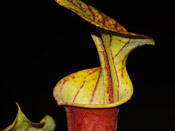 Sarracenia flava var. rubricorpora