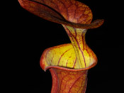 Sarracenia flava var. atropurpurea