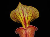 Sarracenia flava var. atropurpurea