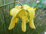 Sarracenia flava var. atropurpurea