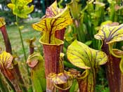 Sarracenia flava