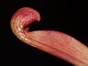 Sarracenia psittacina