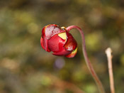 Sarracenia purpurea